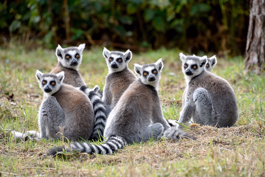 Madagascar